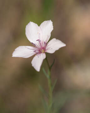 Image of Linum tenuifolium L.