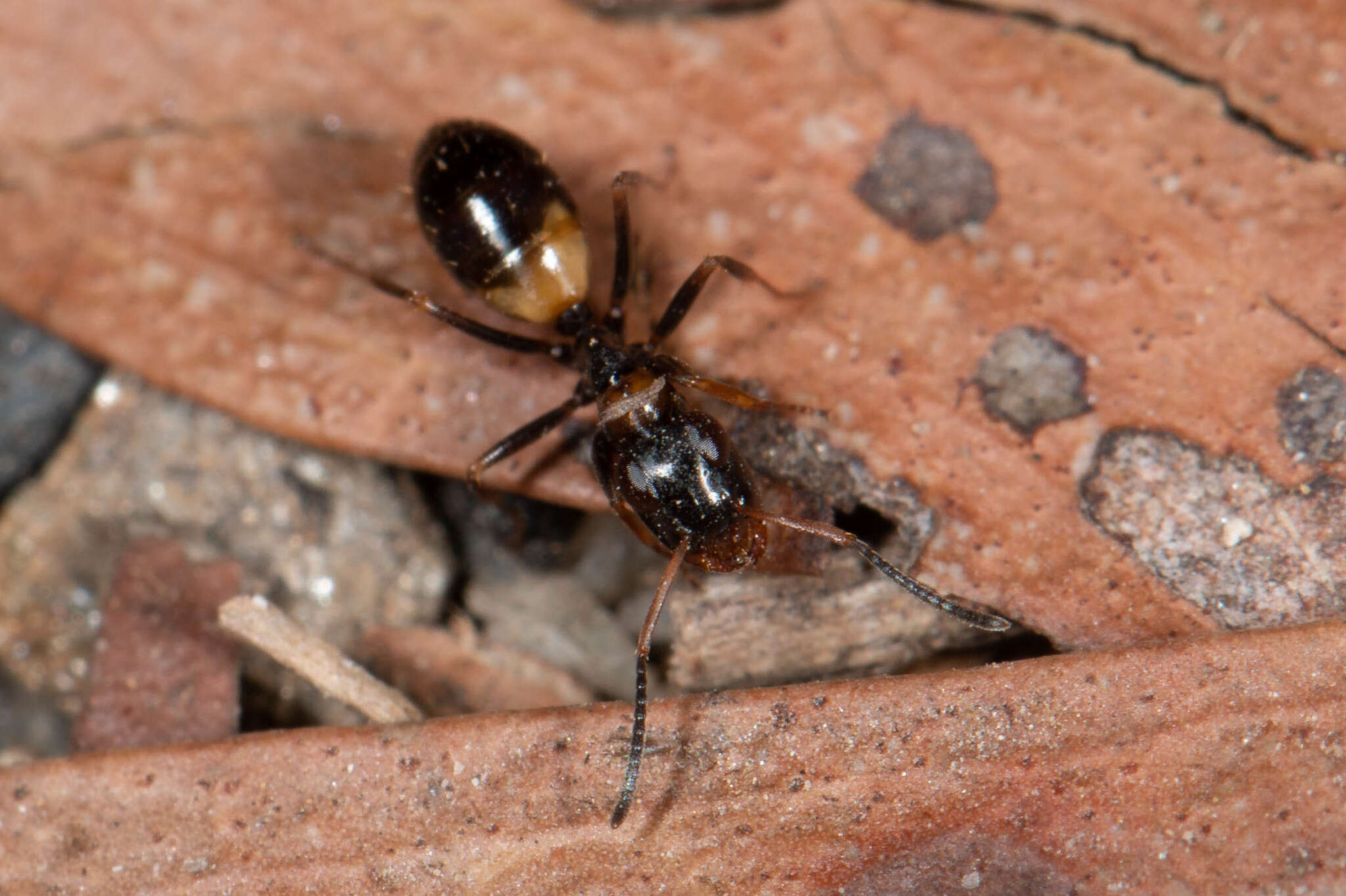 Image of Opisthopsis respiciens (Smith 1865)