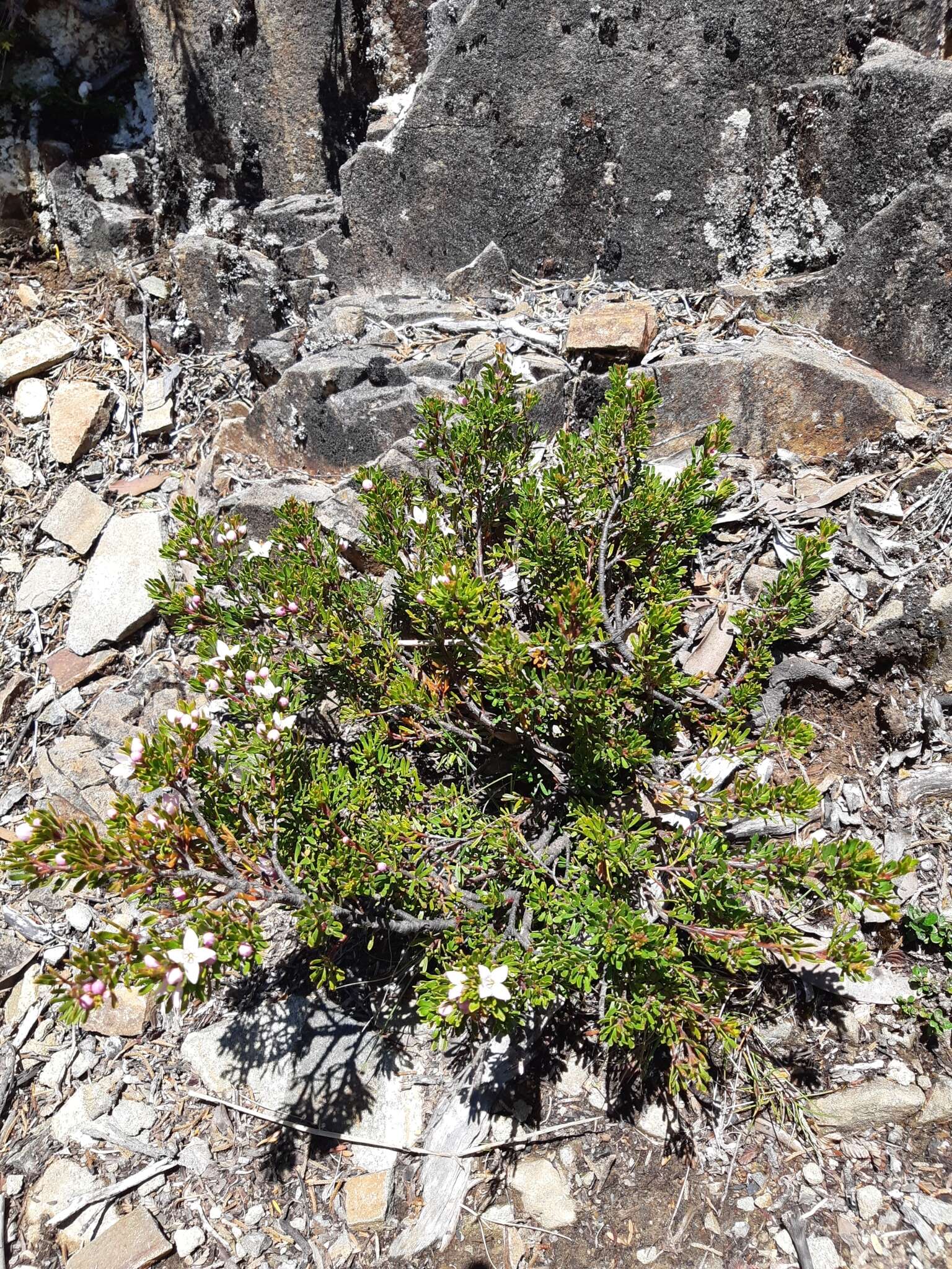 Image of Lemon Boronia