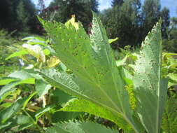 Image de Puccinia angelicae (Schumach.) Fuckel 1870