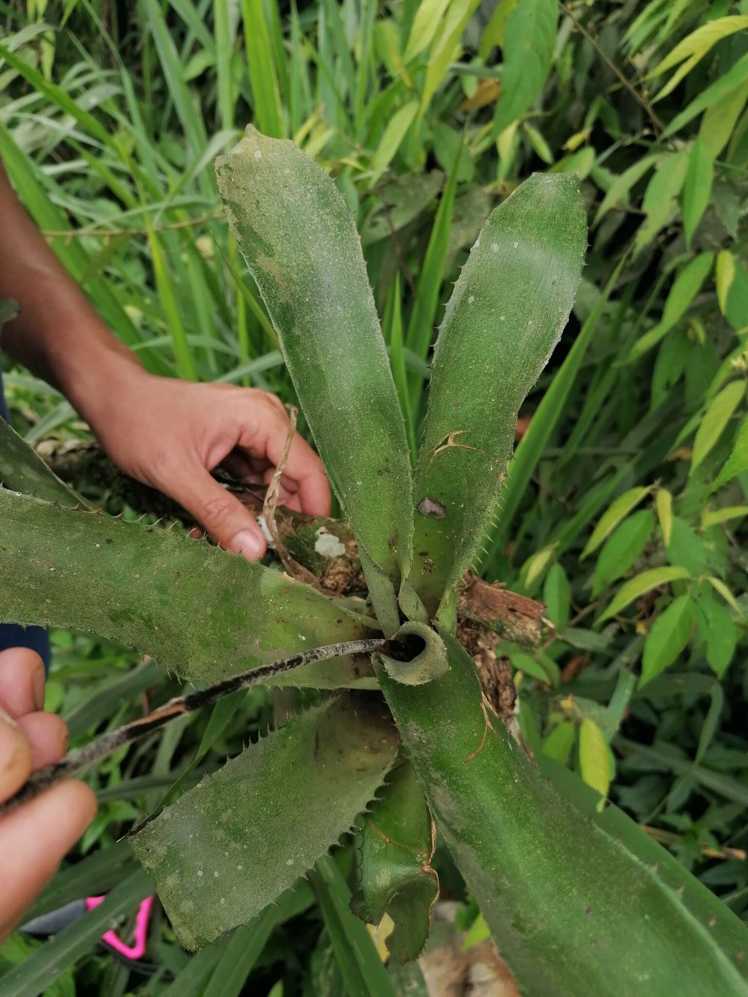 Слика од Aechmea angustifolia Poepp. & Endl.