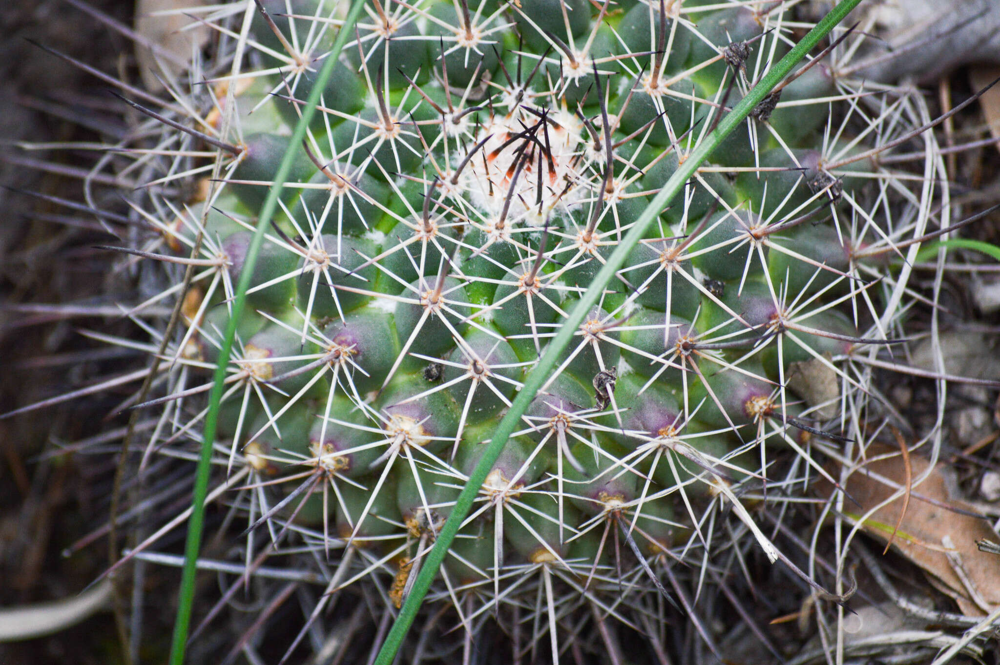 Image of Mammillaria melanocentra Poselg.