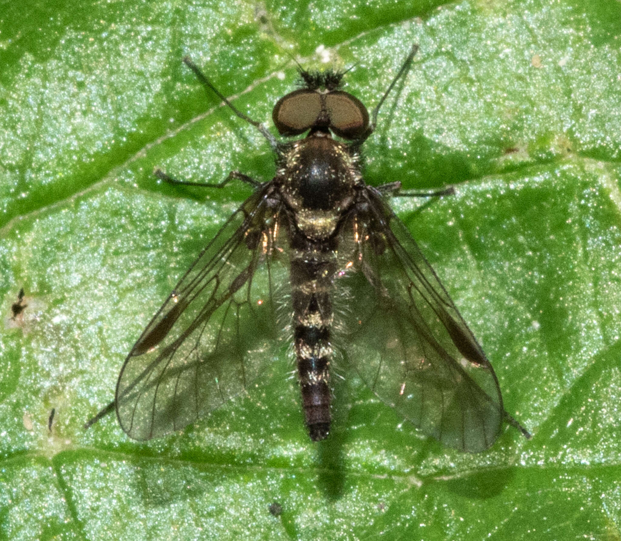 Image of Chrysopilus tomentosus Bigot 1887