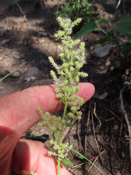 Слика од Iresine heterophylla Standl.