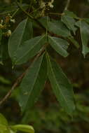 Image of Archidendron bigeminum (L.) I. C. Nielsen