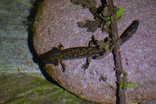 Image of Sichuan salamanders