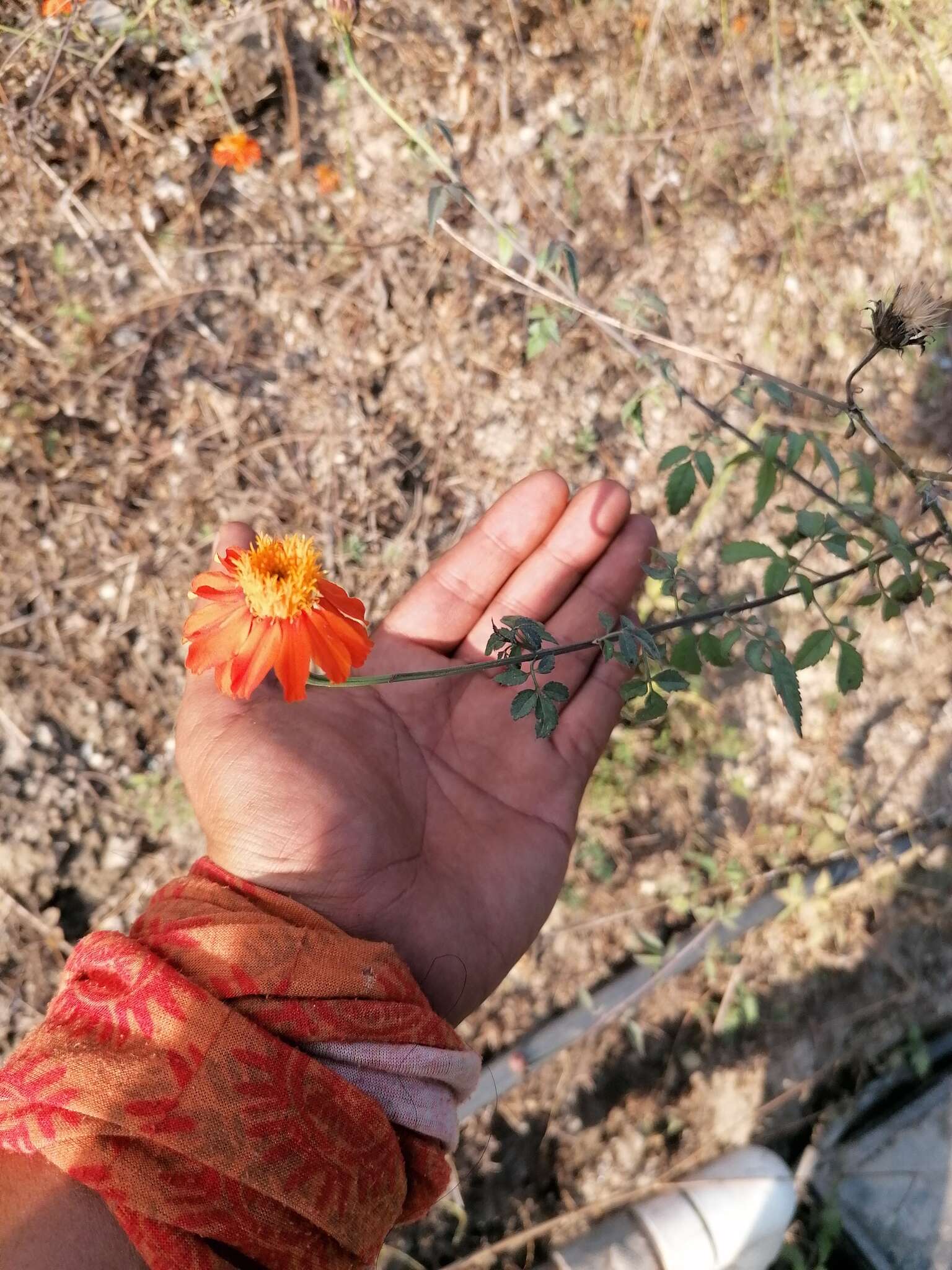 Image of Adenophyllum aurantium (L.) J. L. Strother