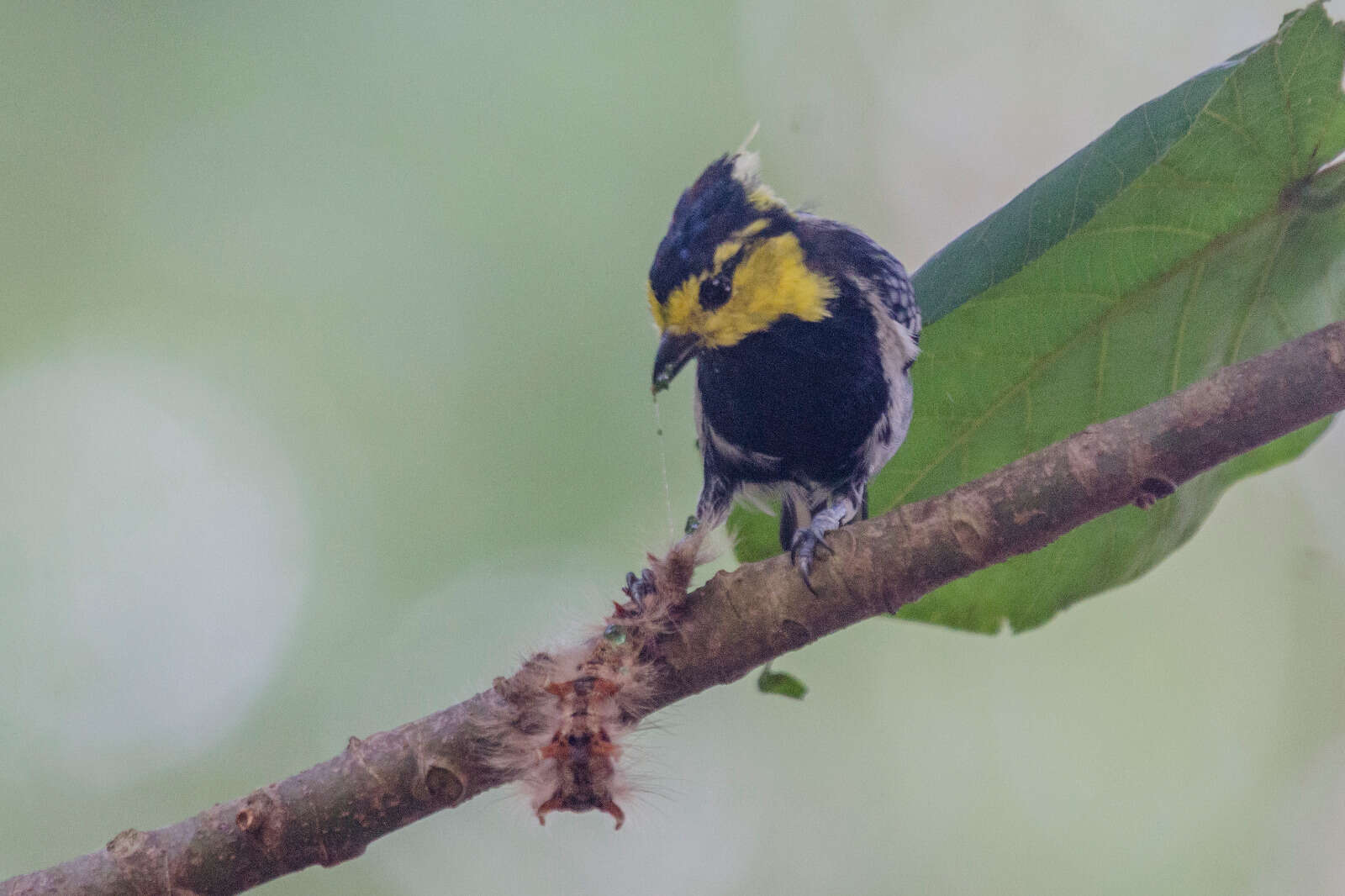 Image of Yellow-cheeked Tit