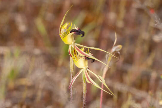 Image of Upright spider orchid