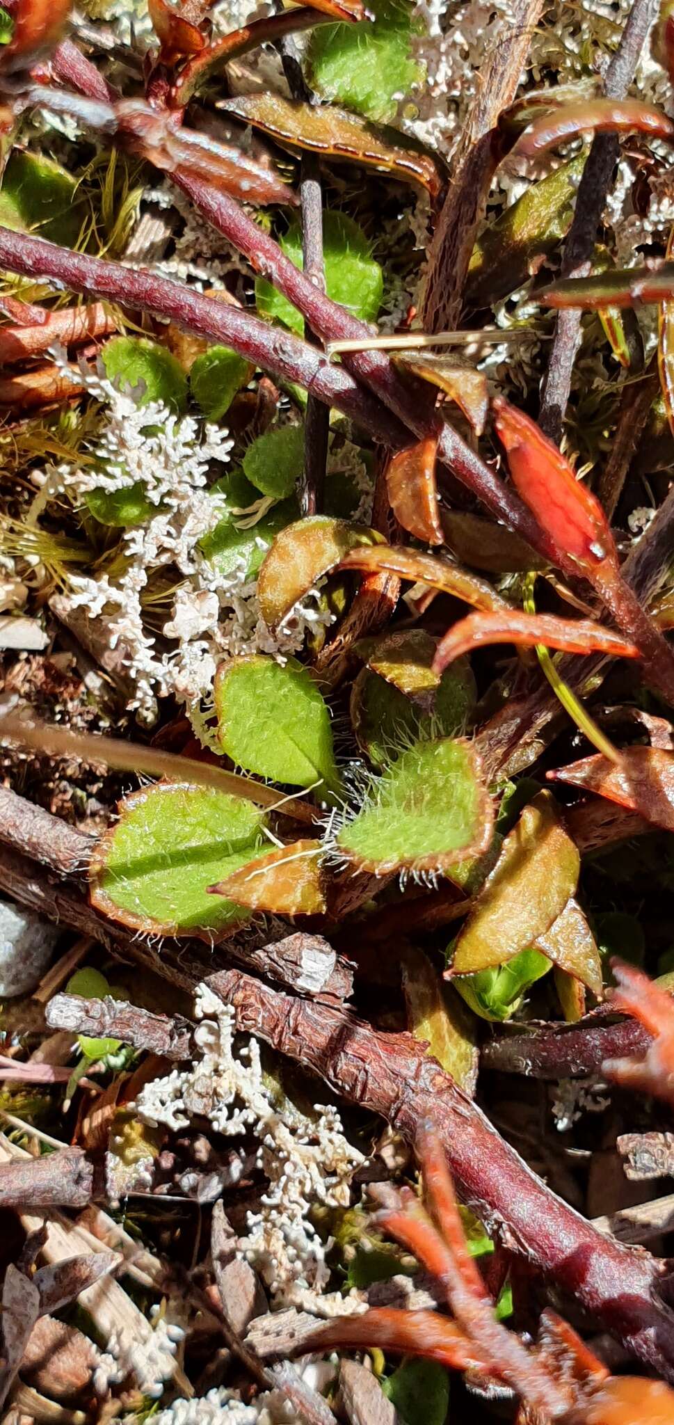 Lagenophora cuneata Petrie resmi