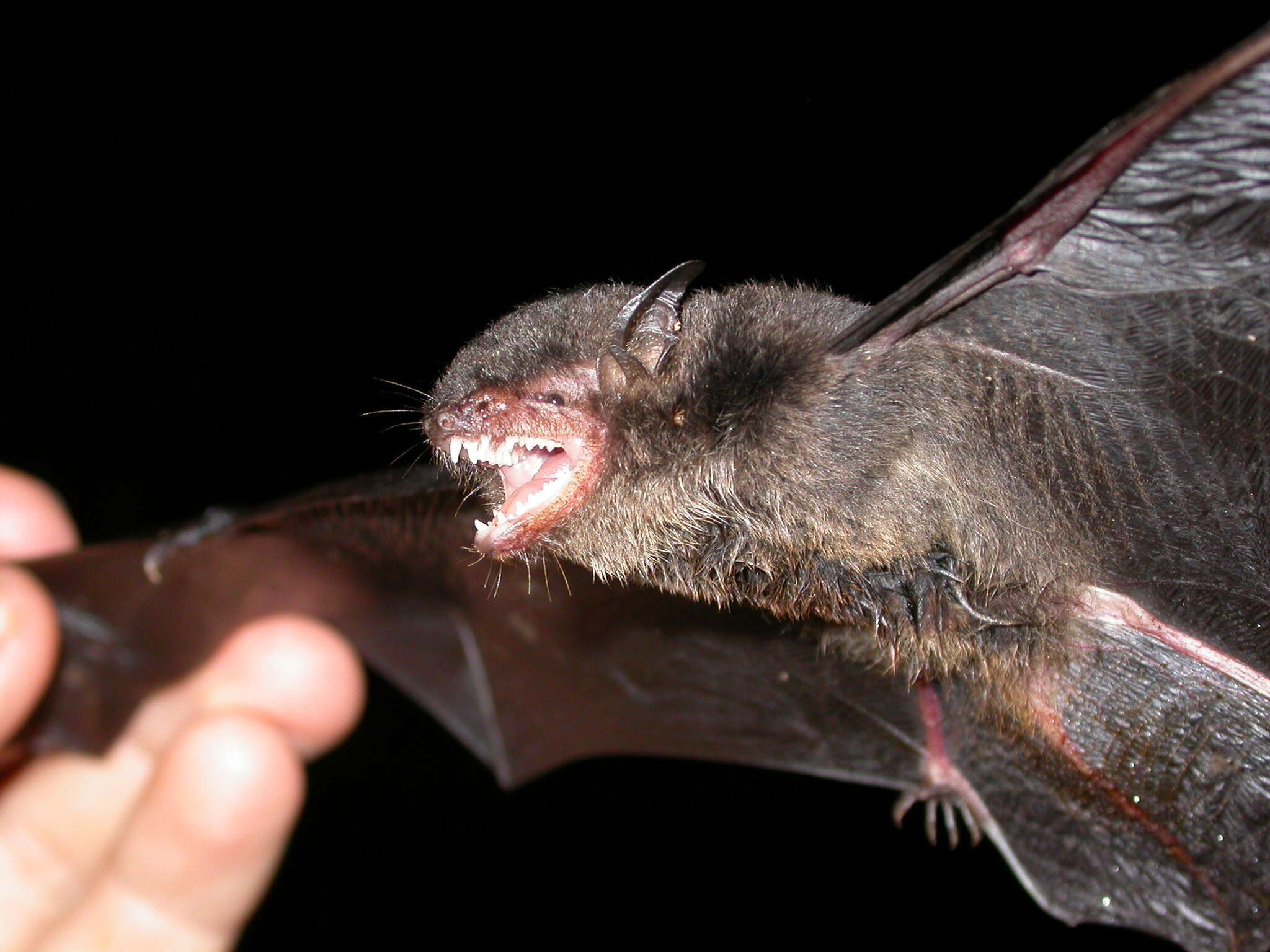 Image of Myotis indochinensis Son, Görföl, Francis, Motokawa, Estók, Endo, Thong, Dang, Oshida & Csorba 2013