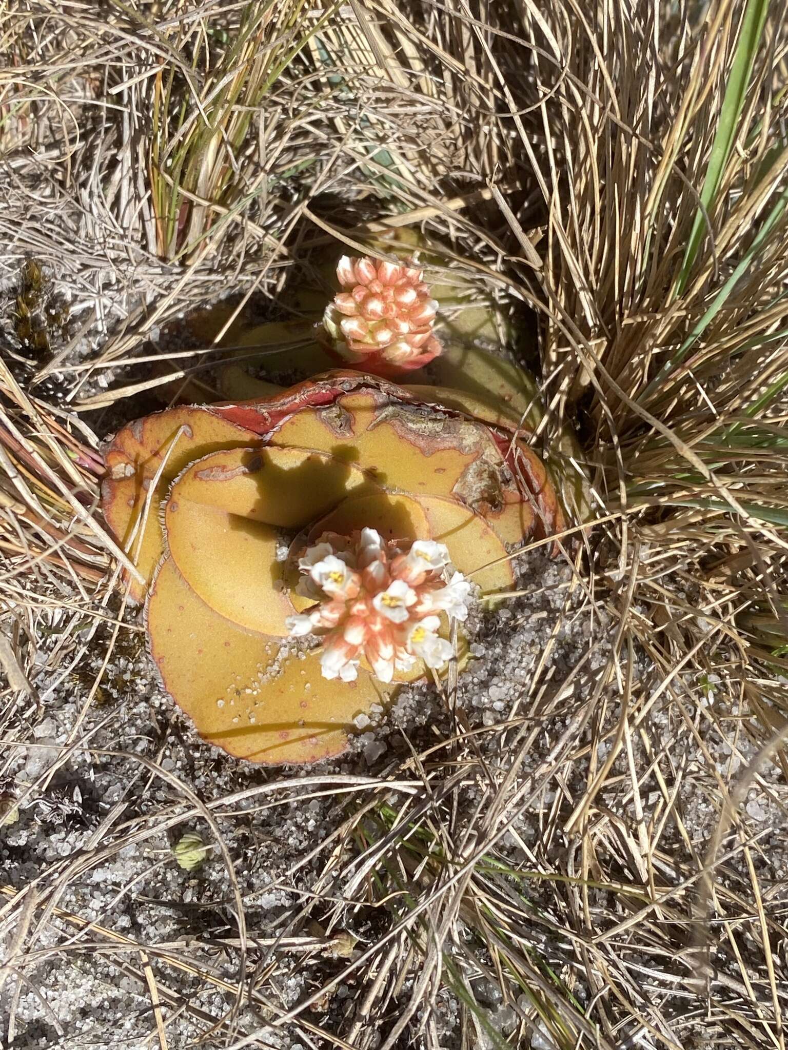 Crassula compacta Schönl. resmi