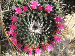 Image de Mammillaria mystax Mart.