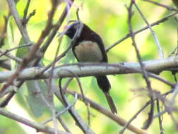 Aethopyga saturata (Hodgson 1836) resmi