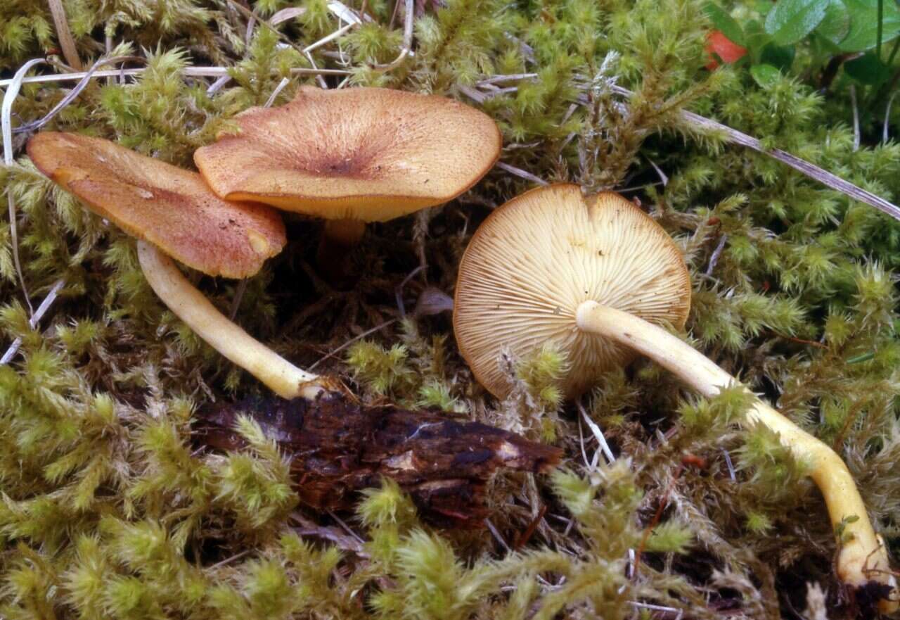 Image of Tricholomopsis flammula Métrod ex Holec 2009