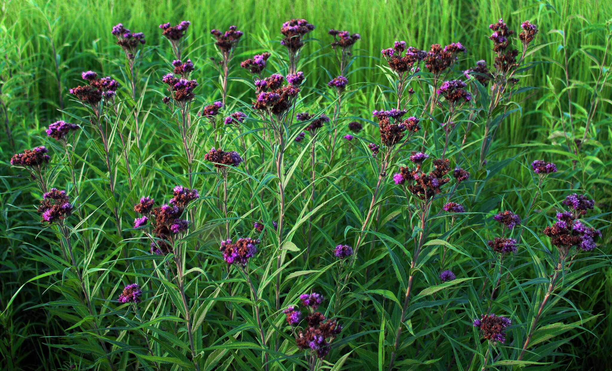 Image of prairie ironweed