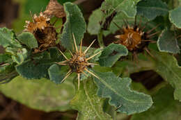 Image de Centaurea perrottettii DC.