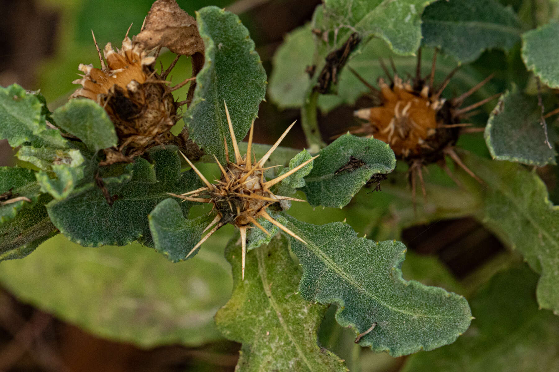 Слика од Centaurea perrottettii DC.