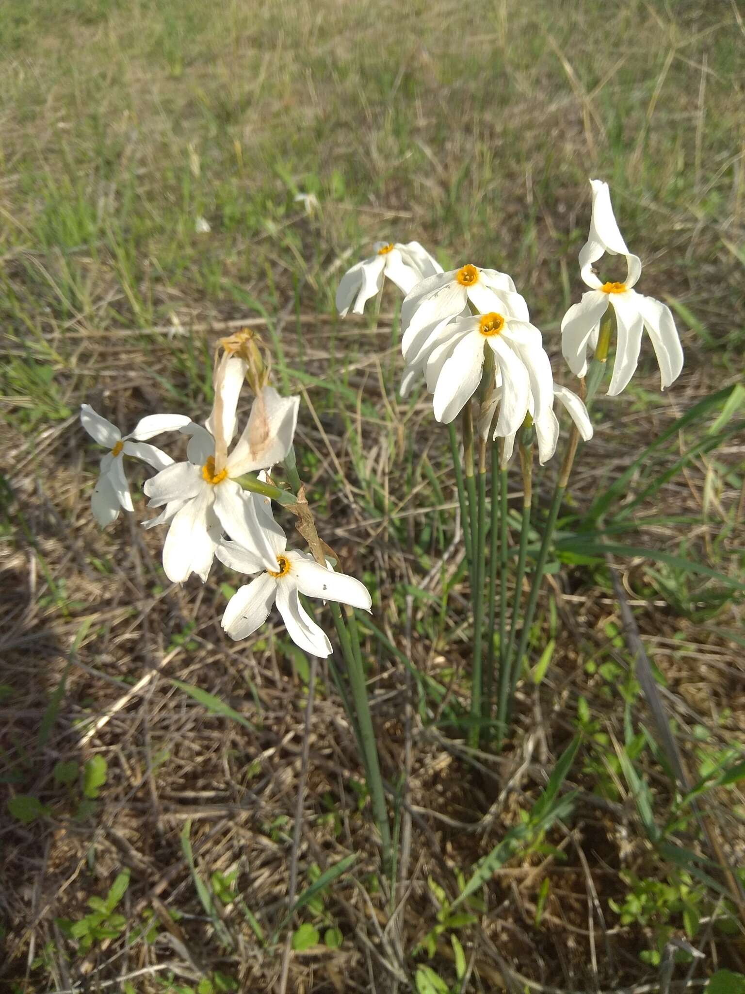 Image of Narcissus obsoletus (Haw.) Spach