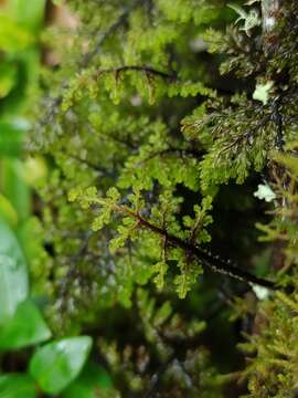 Imagem de Hymenophyllum dentatum Cav.