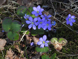 Plancia ëd Hepatica