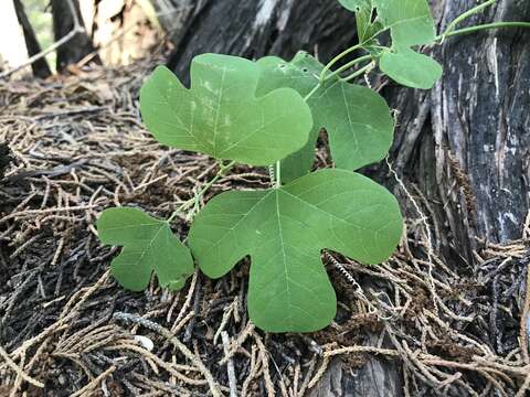 Passiflora affinis Engelm. ex A. Gray的圖片