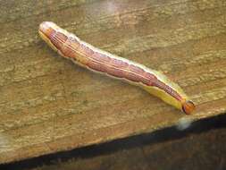 Image of Variable Oakleaf Caterpillar Moth