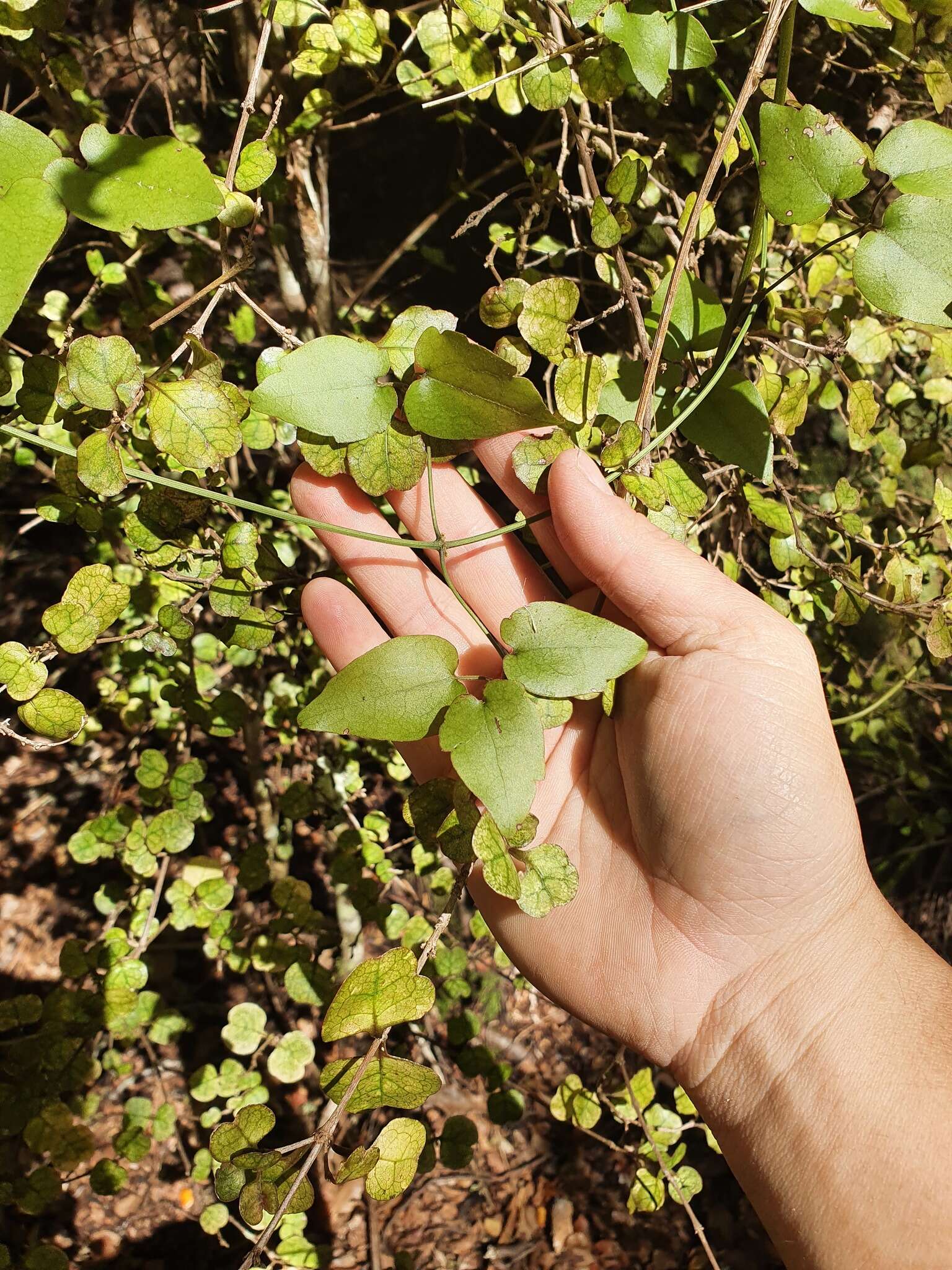 Image of Clematis parviflora A. Cunn.