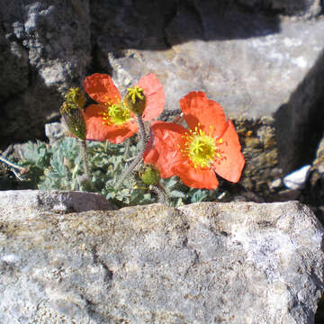 Image of Papaver lapeyrousianum Gutermann