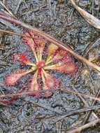 Image of Drosera hirtella St. Hil.