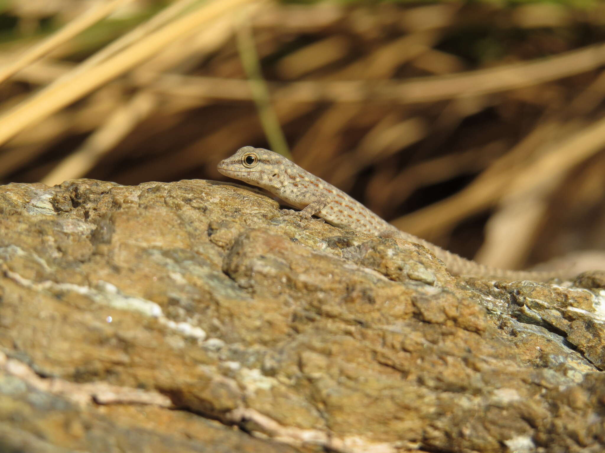 Image of Blandford's Semaphore Gecko