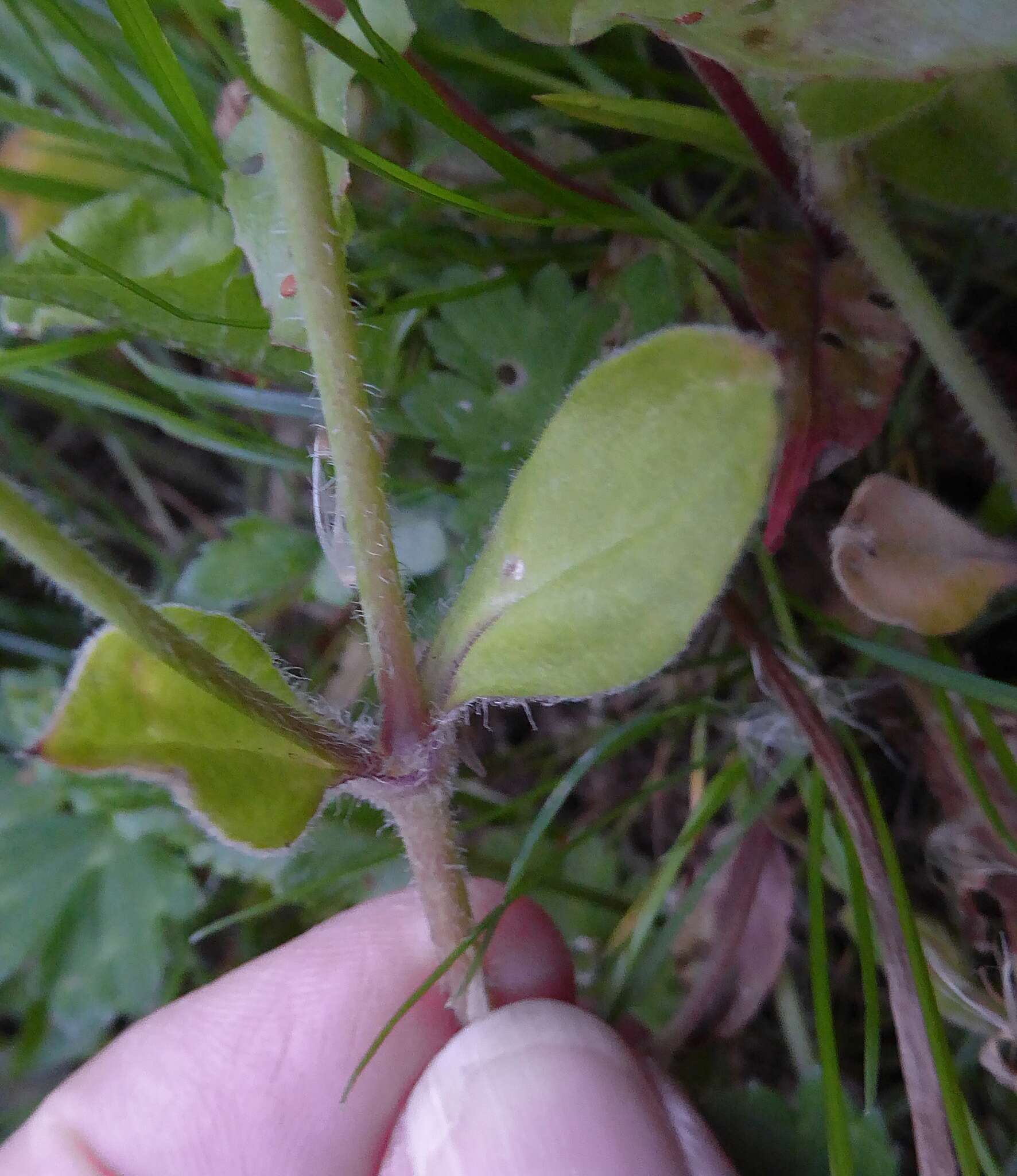 Image of nodding catchfly