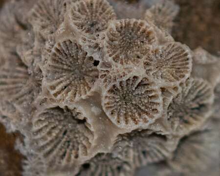 Image of Northern Star Coral