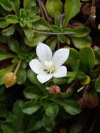 Image of Wahlenbergia congesta (Cheeseman) N. E. Br.