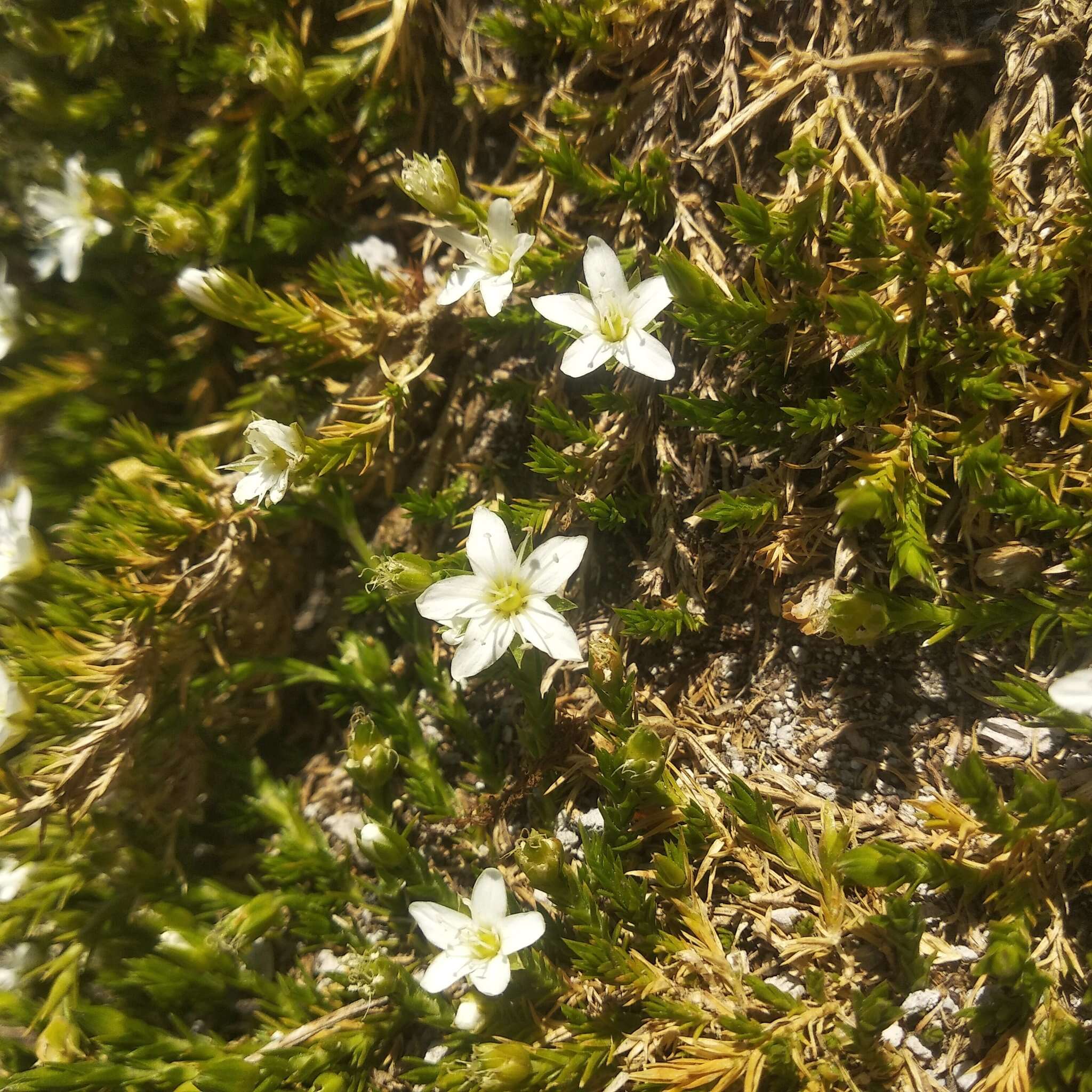 Слика од Arenaria lycopodioides Willd. ex Schltdl.