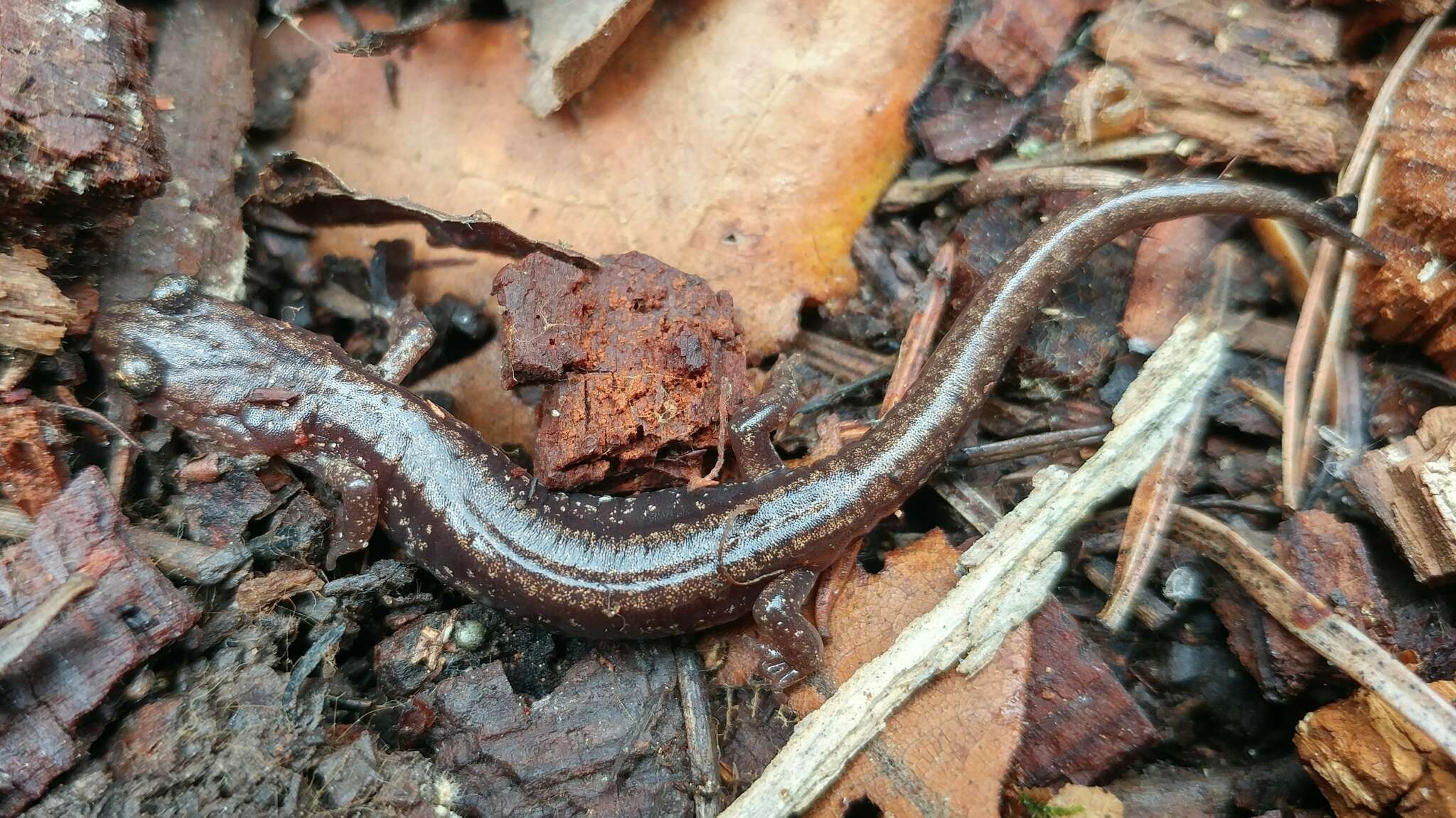 Image of Sacramento Mountain Salamander