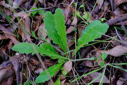 Image of Lagenophora platysperma