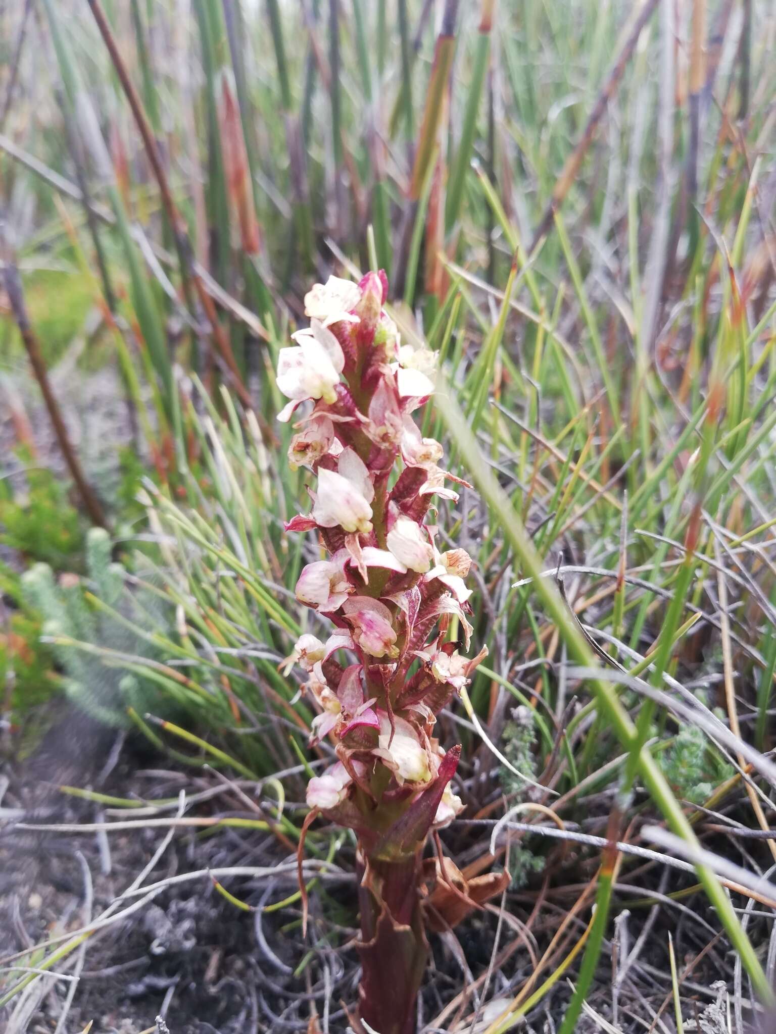 Image of Disa linderiana Bytebier & E. G. H. Oliv.