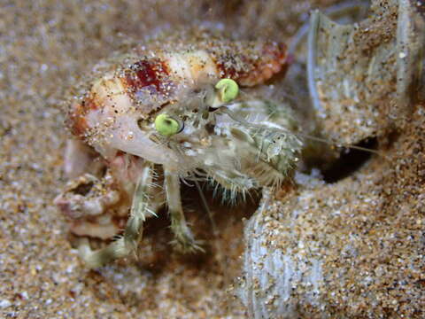 Image of pale anemone hermit crab