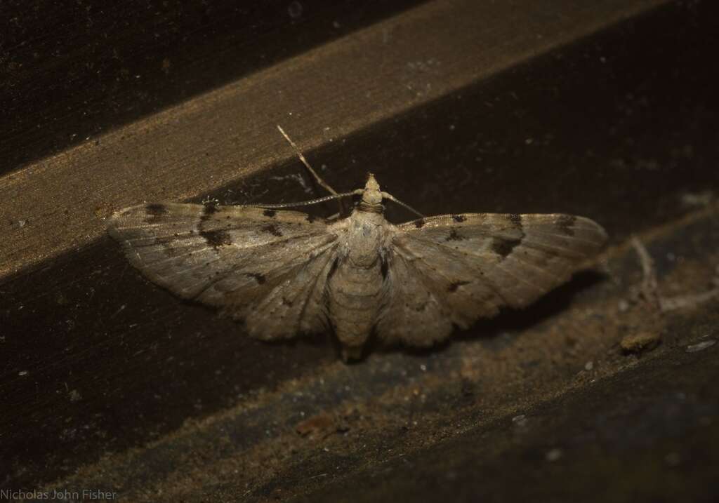 Image of Gymnoscelis spodias Turner 1922