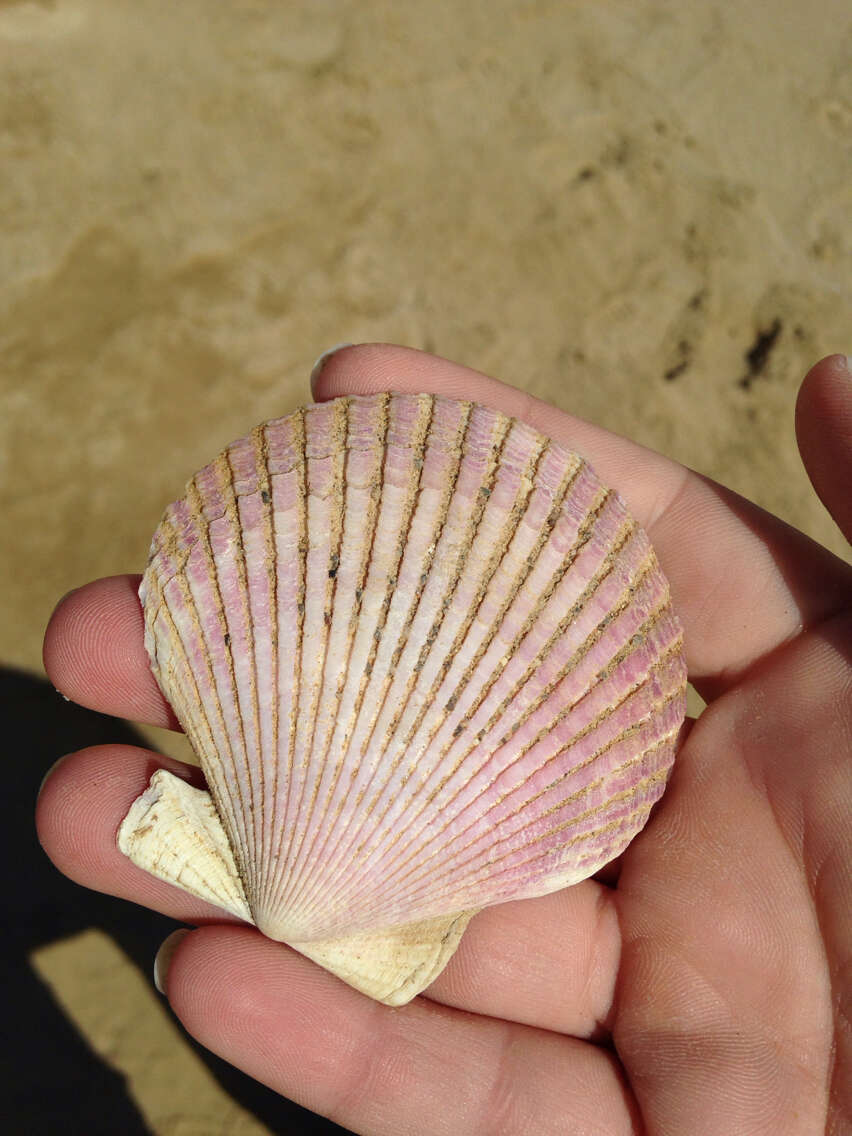 Image of Peruvian scallop