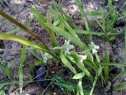 Disperis circumflexa subsp. aemula (Schltr.) J. C. Manning resmi