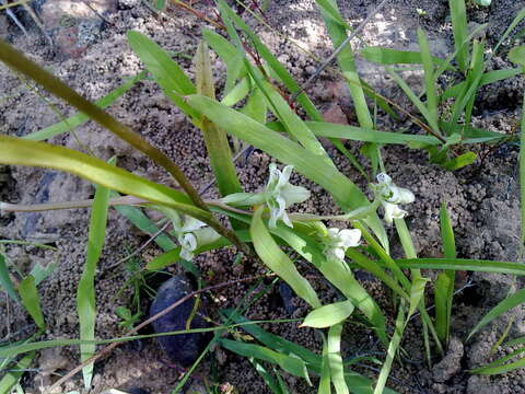 Image of Disperis circumflexa subsp. aemula (Schltr.) J. C. Manning