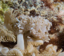 Imagem de Phyllodesmium pinnatum Moore & Gosliner 2009