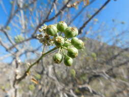 Image de Aralia scopulorum Brandegee