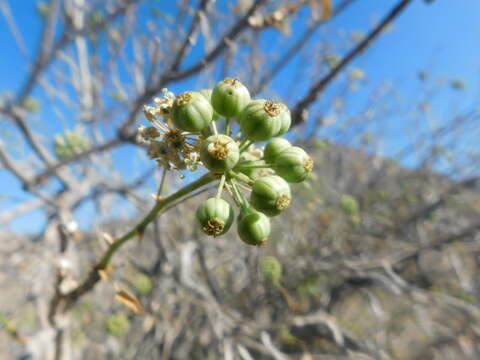 Image de Aralia scopulorum Brandegee