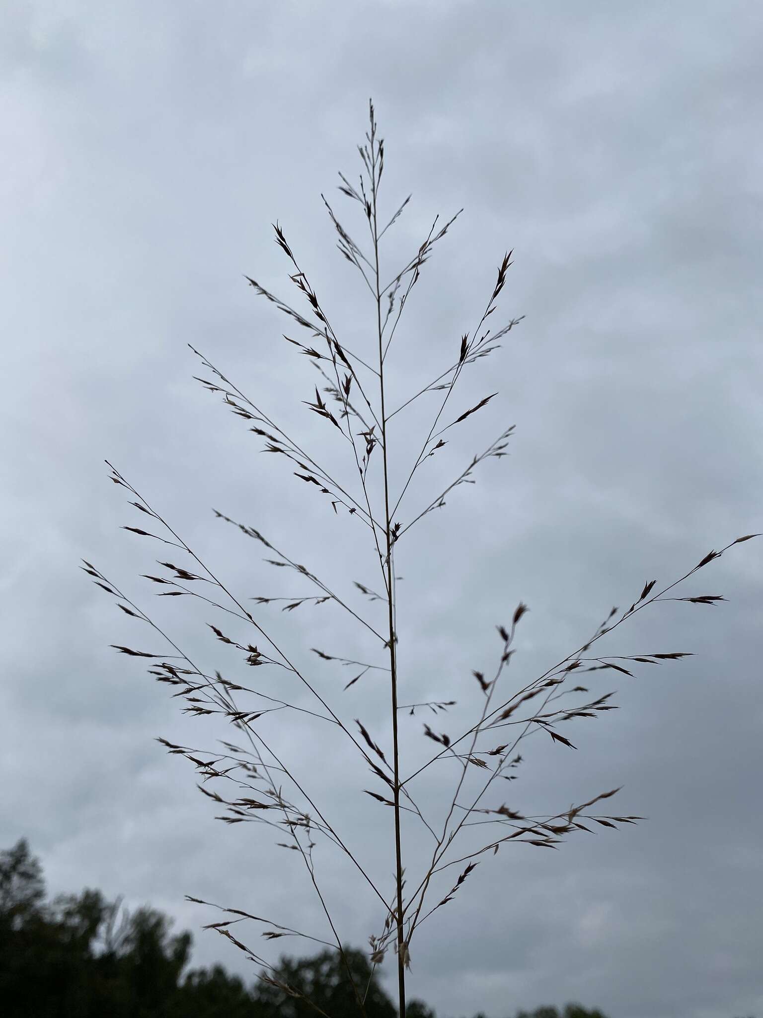 Image of Cumberland Sand-Reed