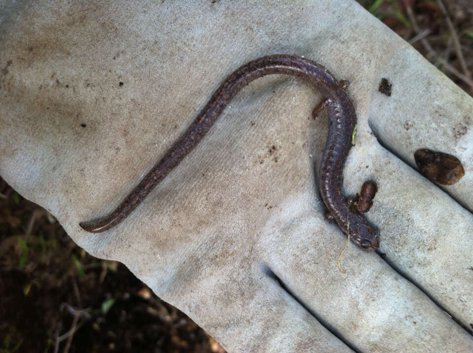 Image of Garden Slender Salamander