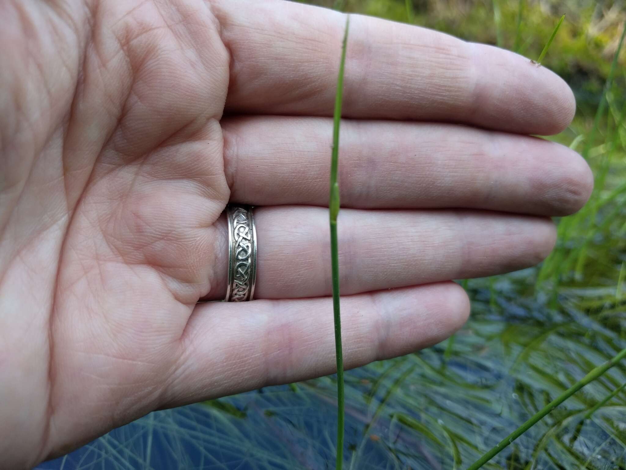 Image of Swaying bulrush