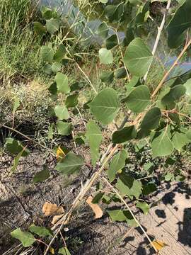 Image of Populus deltoides subsp. wislizenii (S. Wats.) Eckenwalder